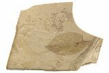 Fossil Leaf - McAbee, BC #262237-1